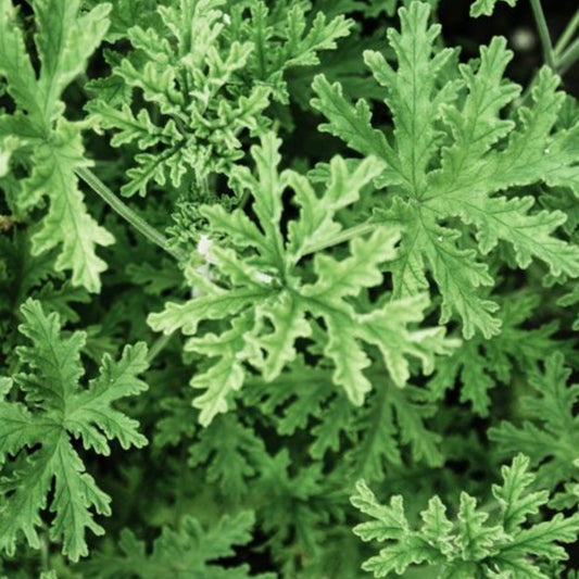 Citronella & Ginger