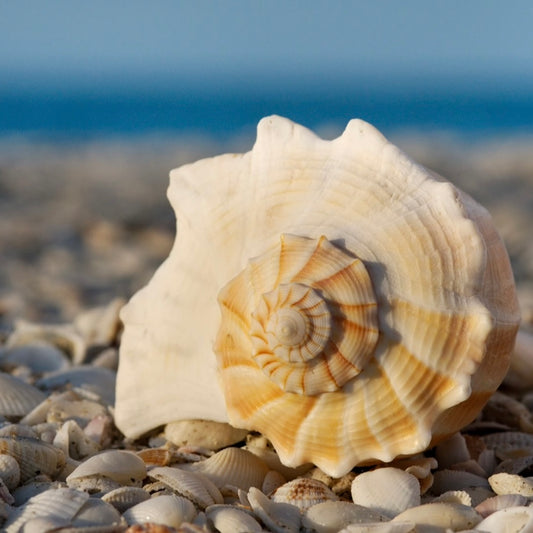 Driftwood & Seashells