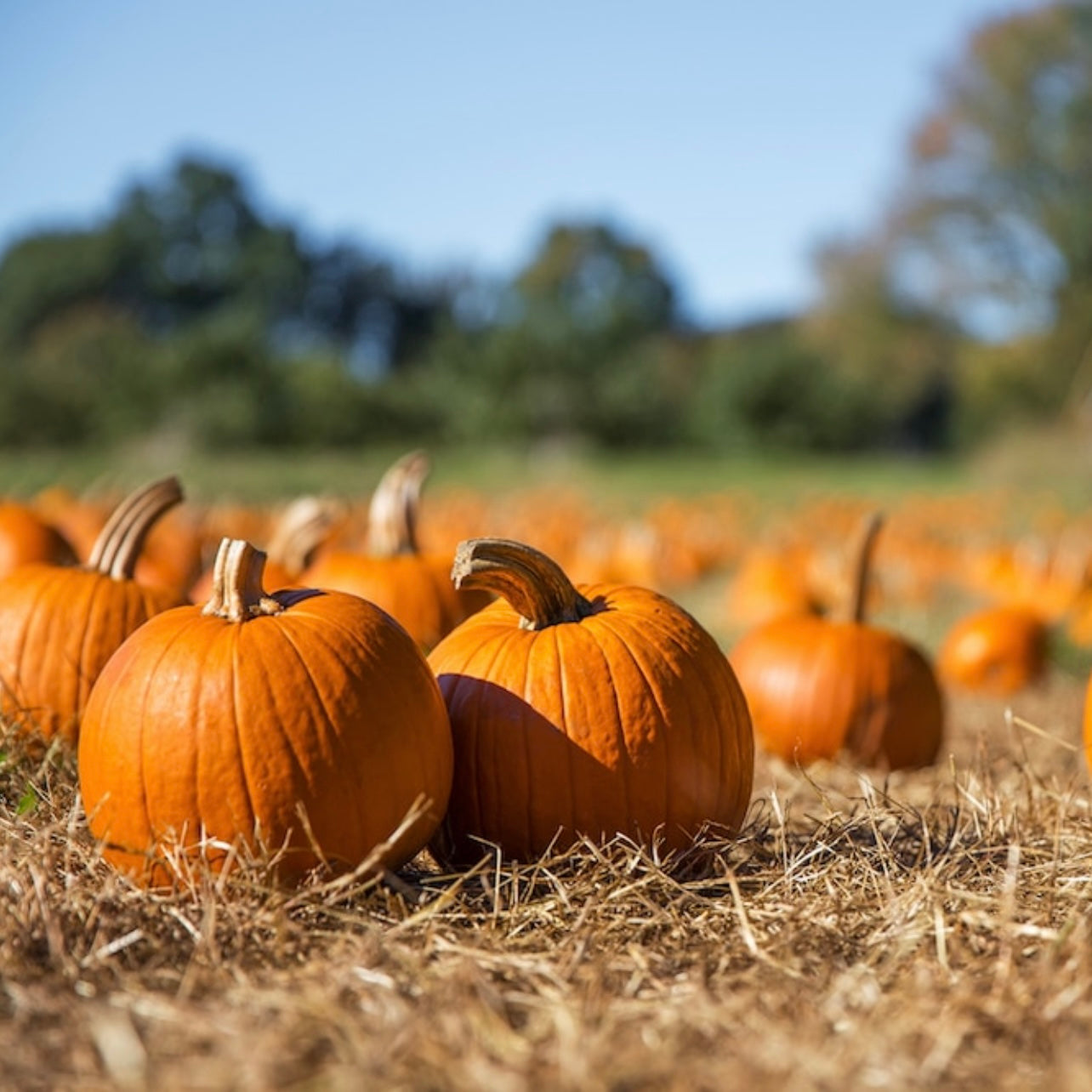Pickin' Pumpkins