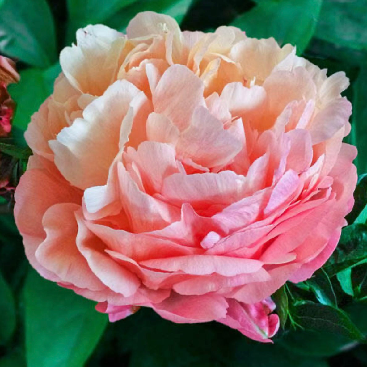 Peony Blossoms